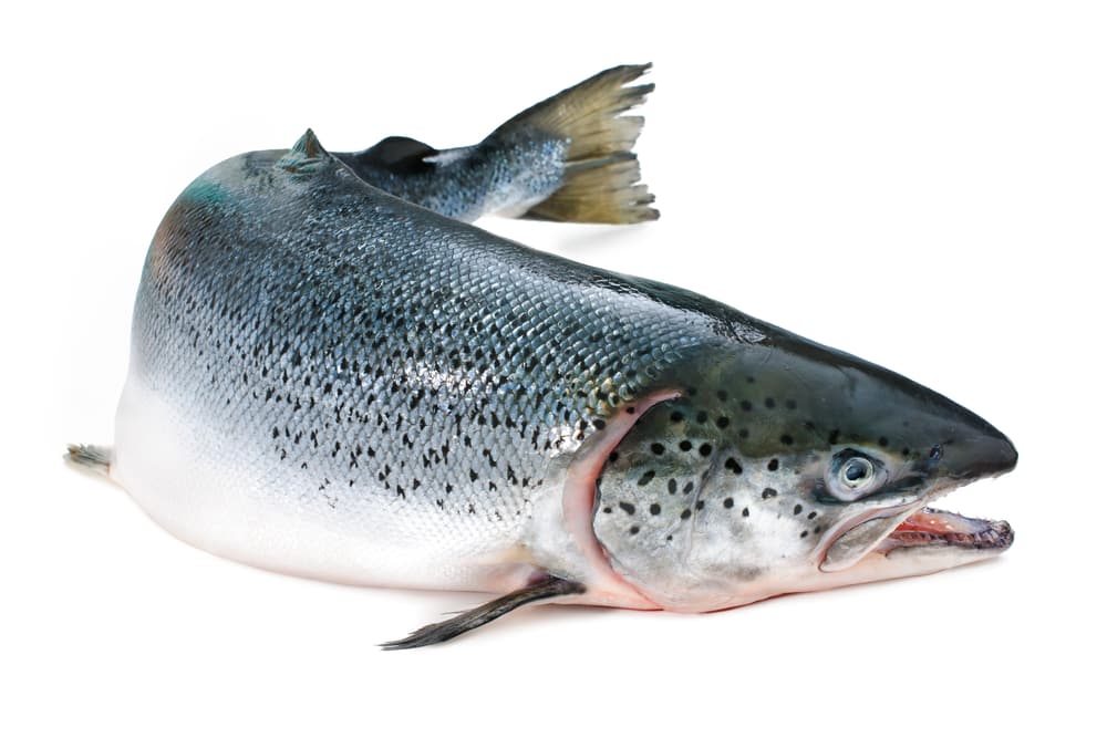 The Main Reasons Why Fish Is Not A Health Food